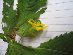 Impatiens racemosa