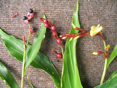 Cautleya gracilis