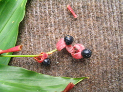 Cautleya gracilis