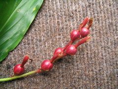 Cautleya gracilis