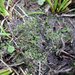 Riccardia chamedryfolia - Photo (c) Bas Kers,  זכויות יוצרים חלקיות (CC BY-NC-SA)