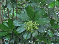 Ardisia revoluta