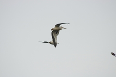 Pelecanus erythrorhynchos