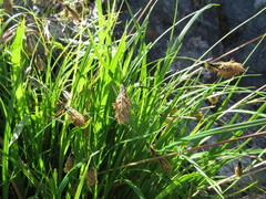 Carex macrochaeta