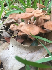 Desarmillaria caespitosa image