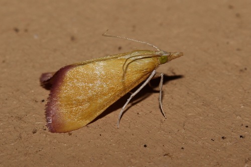 Xanthostege