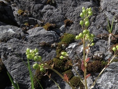 Cochlearia groenlandica