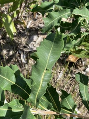 Banksia dentata