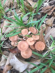 Desarmillaria caespitosa image