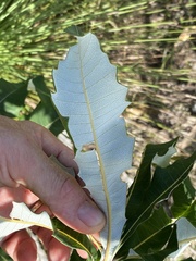 Banksia dentata