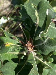 Banksia dentata