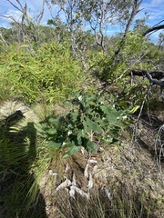 Banksia dentata