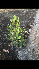 Arbutus × andrachnoides