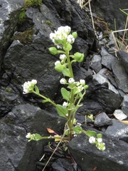 Cochlearia groenlandica