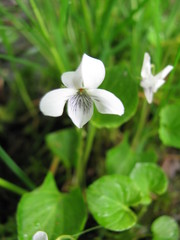 Viola pallens