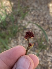 Haemodorum coccineum