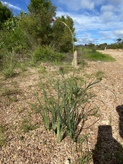 Haemodorum coccineum