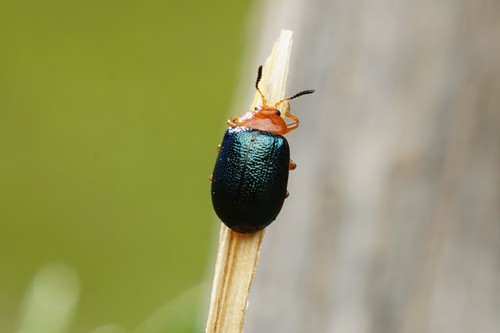 Plagiodera arizonae photo 3