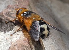 Microtropesa sinuata