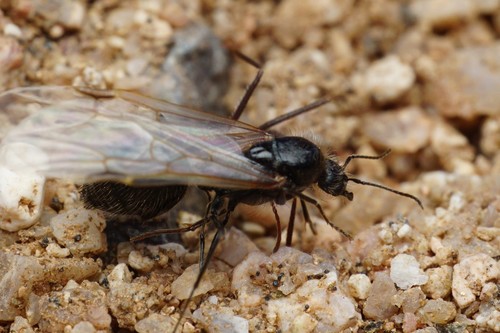 Veromessor pergandei