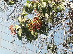 Angiospermae