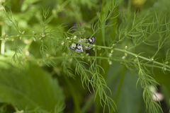 Asparagus schoberioides