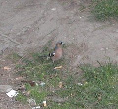 Fringilla coelebs