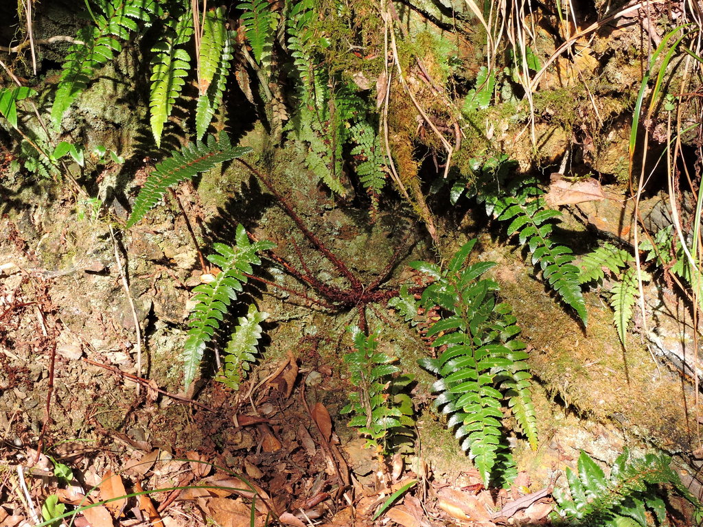 Polystichum prionolepis