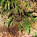 鋸葉耳蕨 - Photo 由 Jacy Chen 所上傳的 (c) Jacy Chen，保留部份權利CC BY