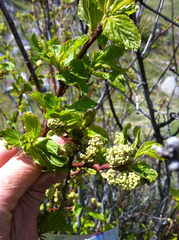 Ceanothus sanguineus