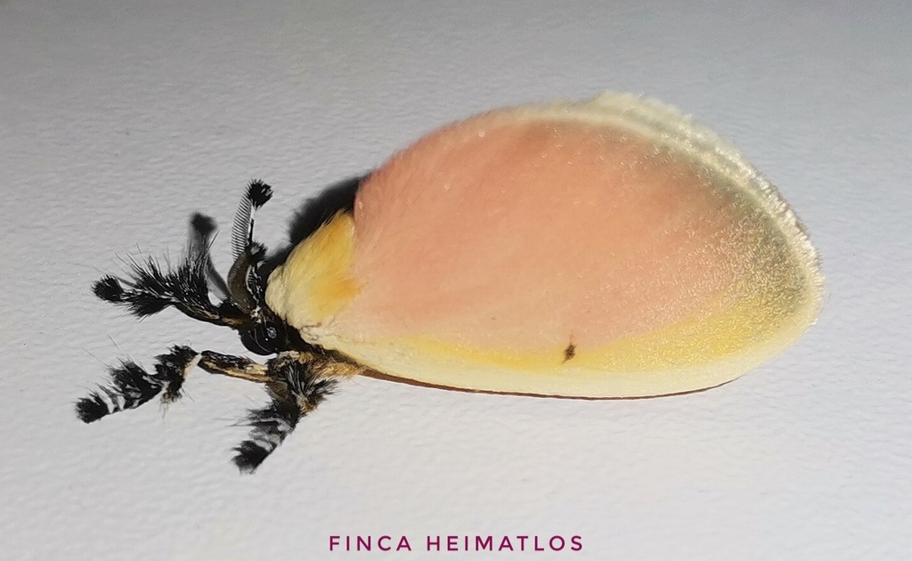 Dalcera abrasa