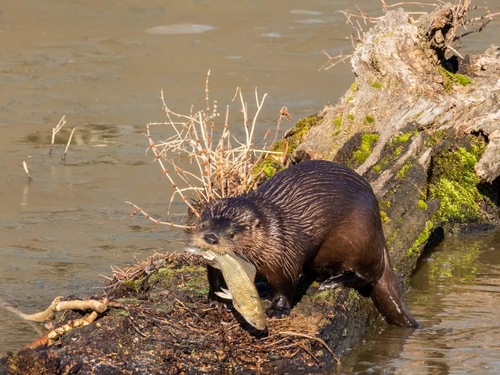 North American River Otter photographed in Virginia