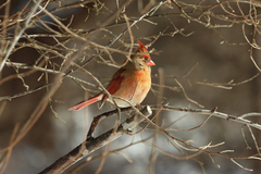 Cardinalis cardinalis
