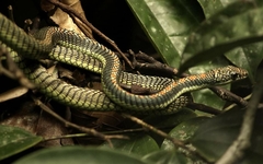 Chrysopelea paradisi