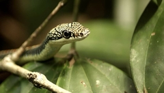 Chrysopelea paradisi