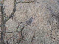 Anairetes flavirostris