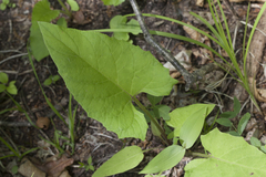 Synurus deltoides