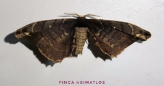 Phiditiidae