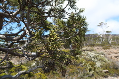 Athrotaxis cupressoides