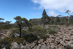 Athrotaxis cupressoides