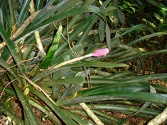 Aechmea bocainensis
