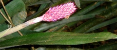 Aechmea bocainensis