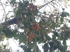 Angiospermae