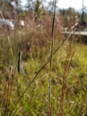 Heteropogon