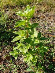 Ocimum basilicum