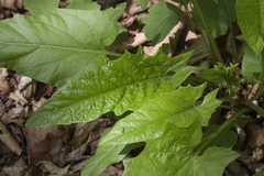 Synurus deltoides
