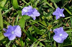 Jacquemontia cataractae