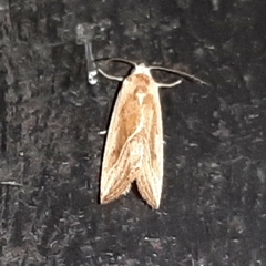 Micrathetis dasarada