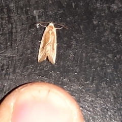 Micrathetis dasarada
