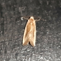 Micrathetis dasarada